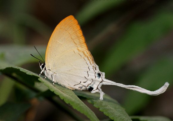 Common Imperial Learn Butterflies